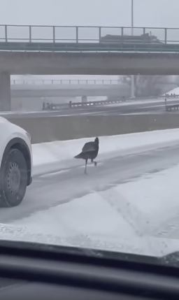 Une grosse dinde noire sème la zizanie sur l'autoroute.