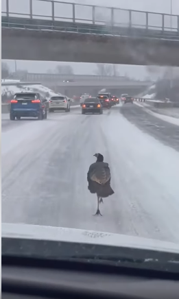 Une grosse dinde noire sème la zizanie sur l'autoroute.