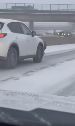 Une grosse dinde noire sème la zizanie sur l'autoroute.