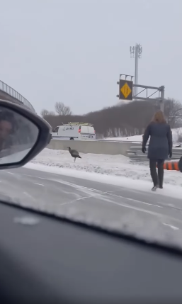 Une grosse dinde noire sème la zizanie sur l'autoroute.