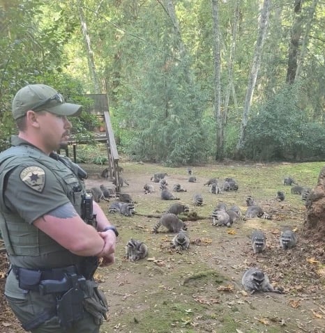 Une femme appelle la police pour une invasion de ratons laveurs