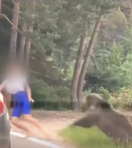 Une femme tente de prendre un selfie avec un ours et ça tourne au cauchemar.