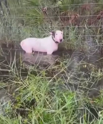 L'homme qui a attaché son chien à un poteau pendant l'ouragan Milton s'explique.