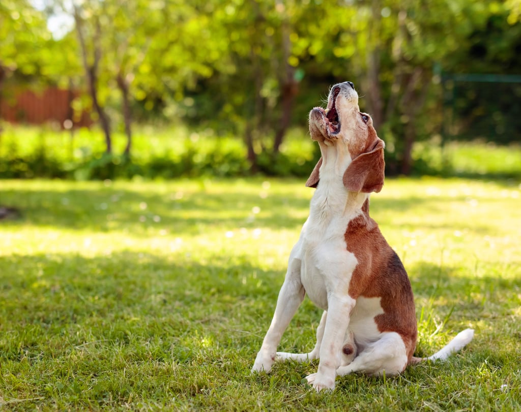 Comment faire en sorte qu’un chien cesse d'aboyer