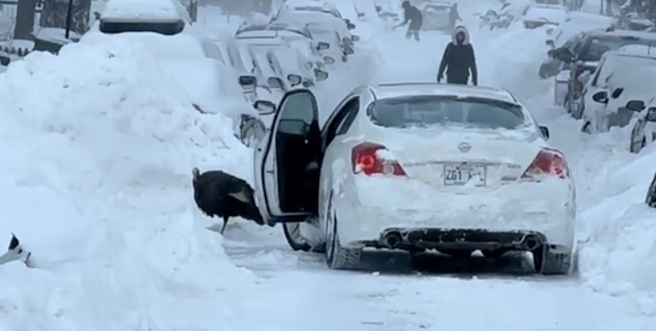 Un automobiliste de Montréal doit composer avec la neige et des dindes sauvages