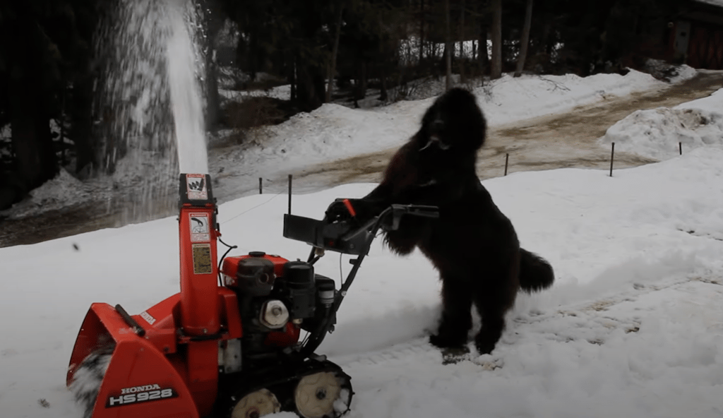 Une vidéo d'un chien qui passe la souffleuse refait surface après la méga tempête