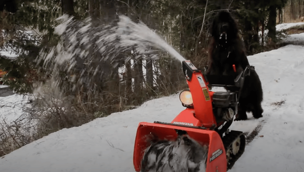 Une vidéo d'un chien qui passe la souffleuse refait surface après la méga tempête