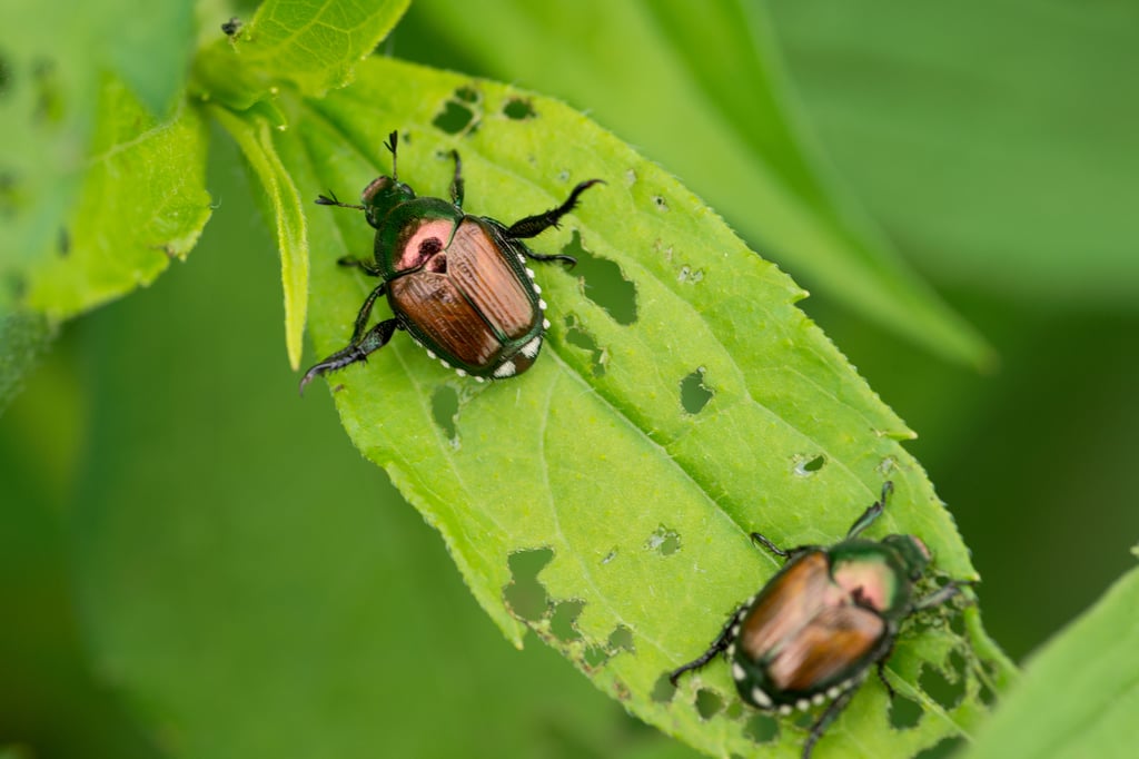 Comment fabriquer un piège contre les scarabées japonais