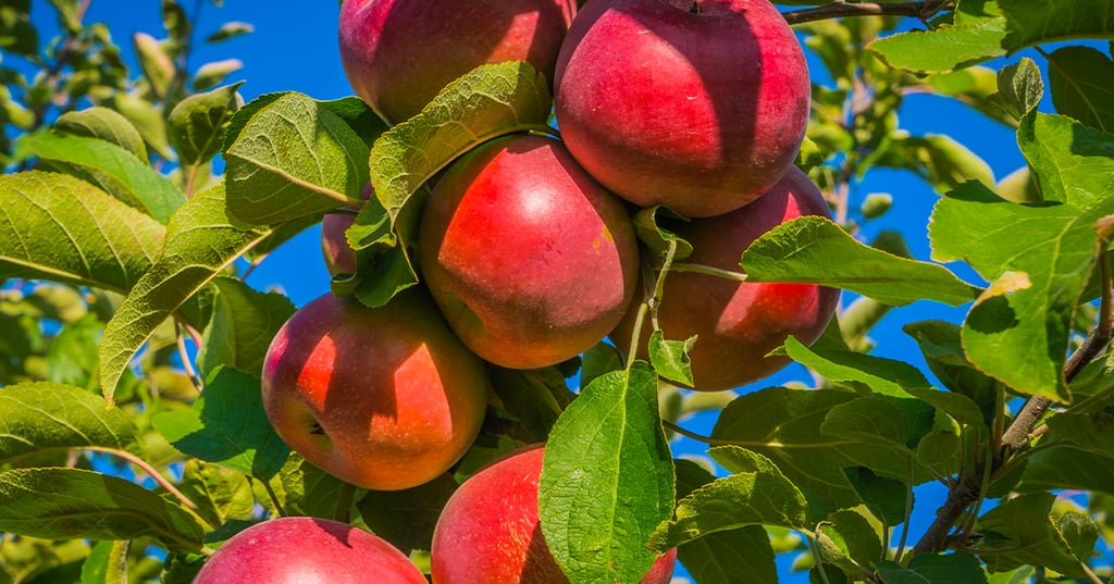 On se dirige vers une saison historique pour les pommes du Québec 