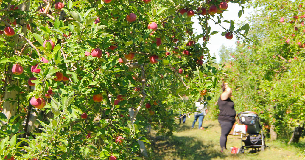 On se dirige vers une saison historique pour les pommes du Québec 