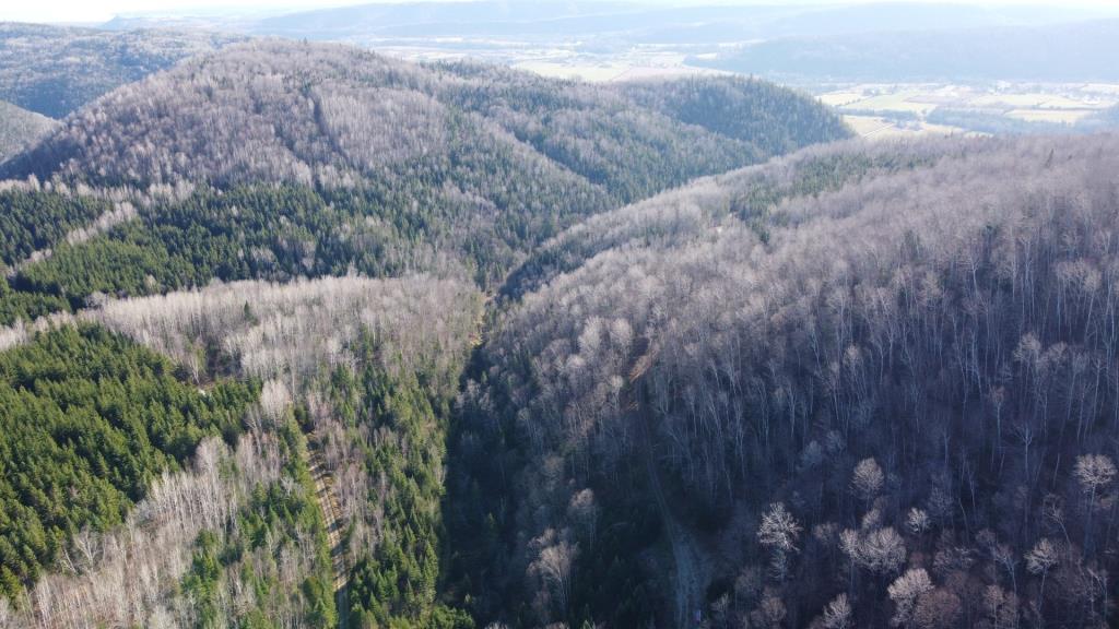 Réfugiez-vous dans l'immensité de la forêt dans ce chalet meublé se vendant 90 000 $