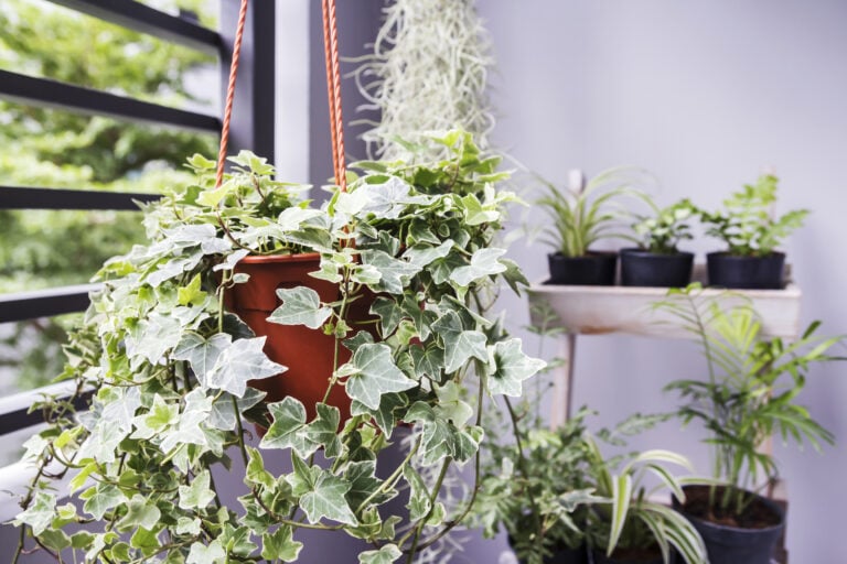 10 plantes incontournables pour assainir l'air de votre intérieur