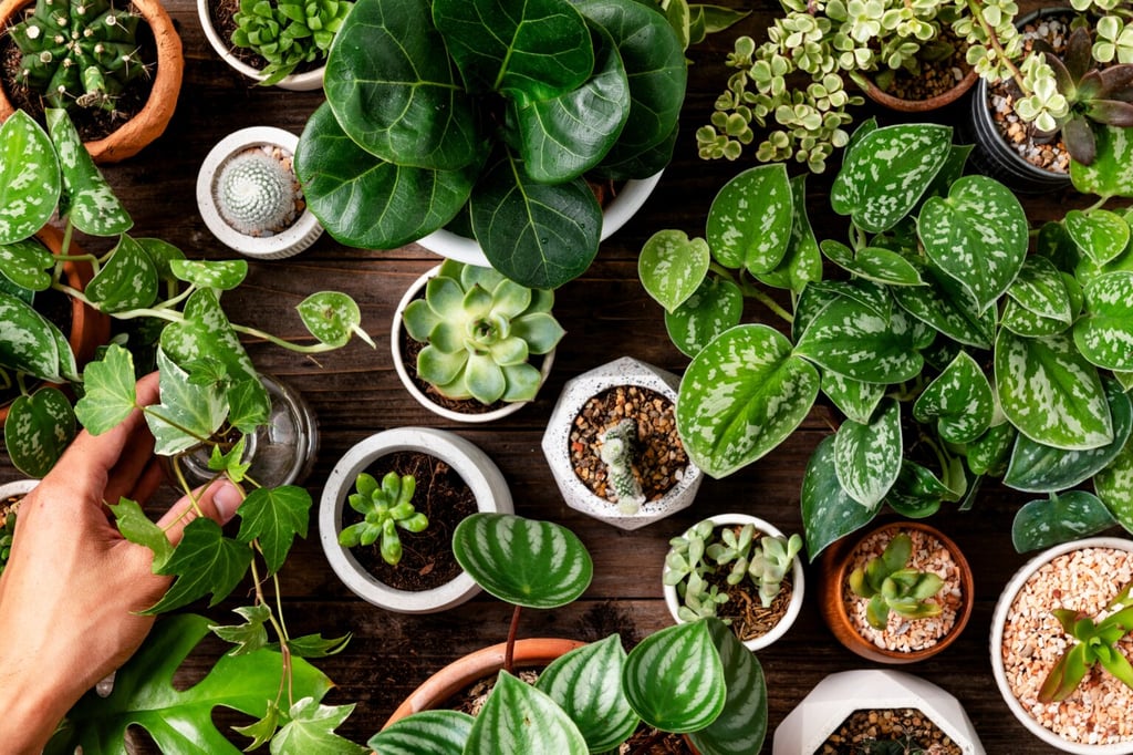 10 plantes incontournables pour assainir l'air de votre intérieur