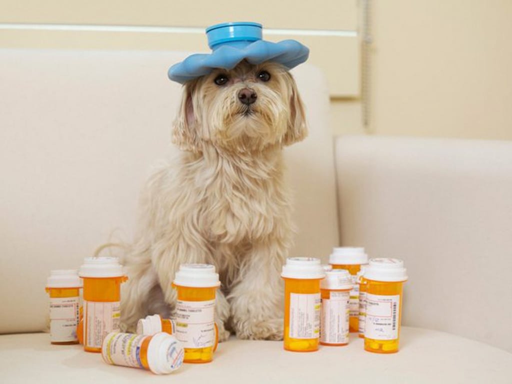Ces objets courants de votre maison peuvent nuire à la santé de votre compagnon