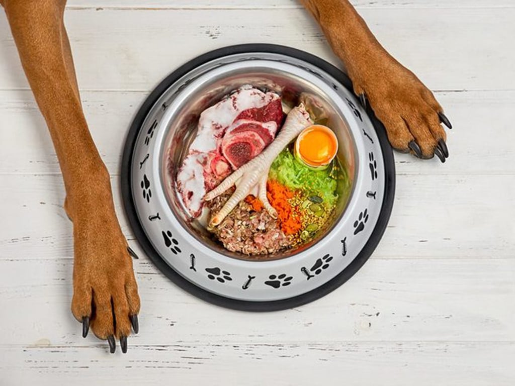Ces objets courants de votre maison peuvent nuire à la santé de votre compagnon