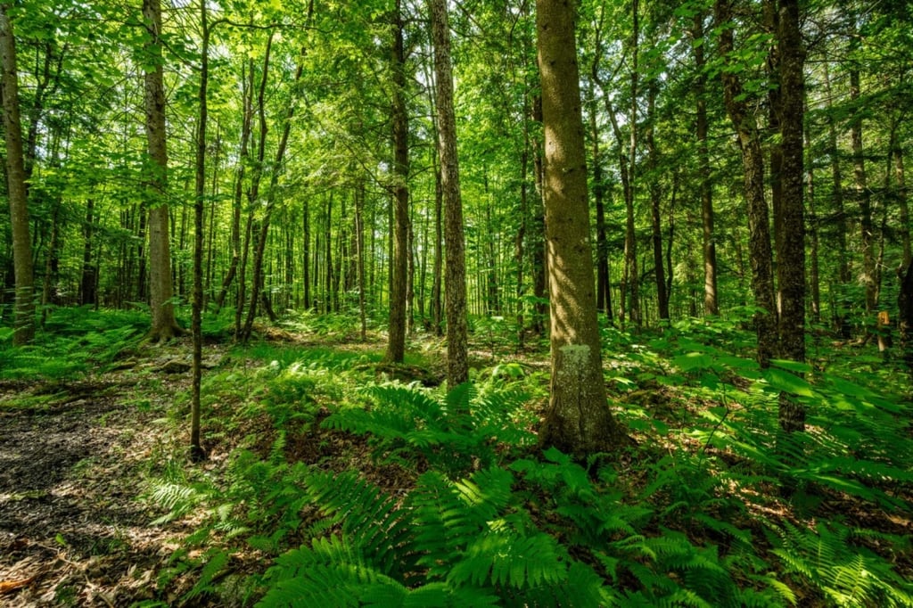 Nouvelle sur le marché! Charmant cottage situé dans un domaine exclusif où le raffinement et la nature se côtoient harmonieusement