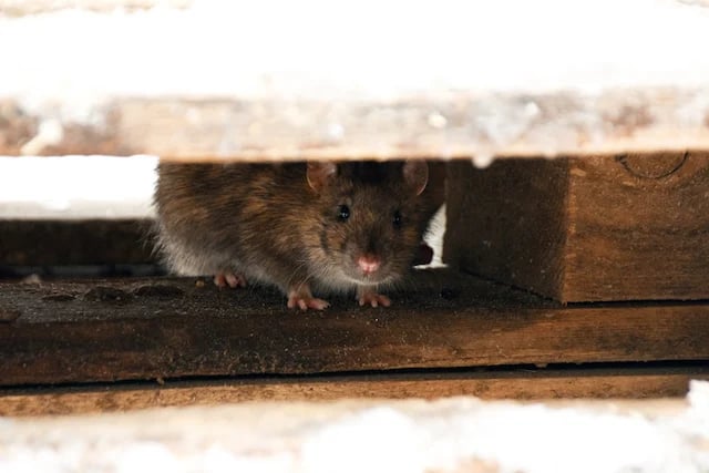 L’achat de sa maison tourne rapidement au cauchemar 