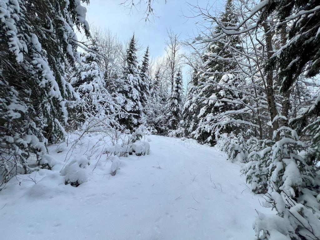 Évasion totale dans ce chalet niché au coeur de la forêt