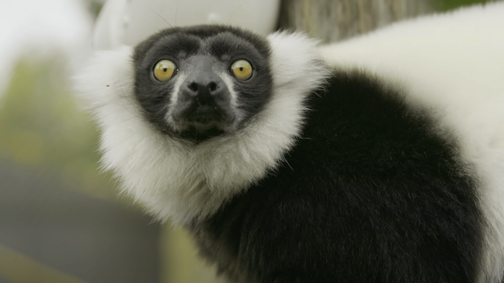 Le Miller Zoo dévoile un animal « pas comme les autres » qui attire tous les regards