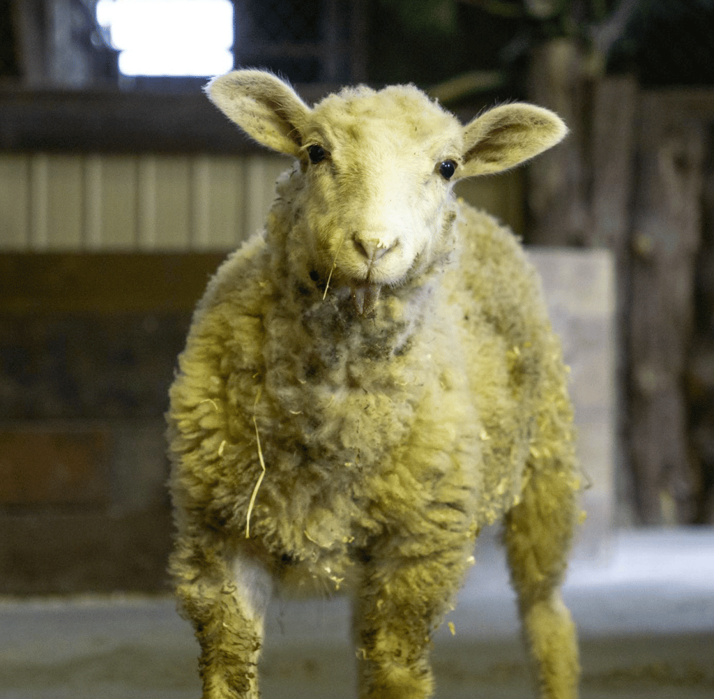 Le Miller Zoo dévoile un animal « pas comme les autres » qui attire tous les regards