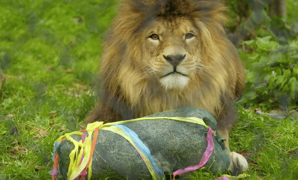 Le Miller Zoo dévoile un animal « pas comme les autres » qui attire tous les regards