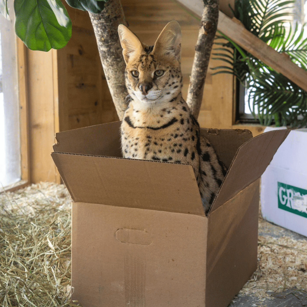 Le Miller Zoo dénonce une situation inacceptable et ça provoque de vives réactions 