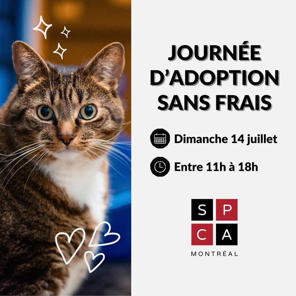 Vous pouvez adopter un animal gratuitement ce dimanche à la SPCA