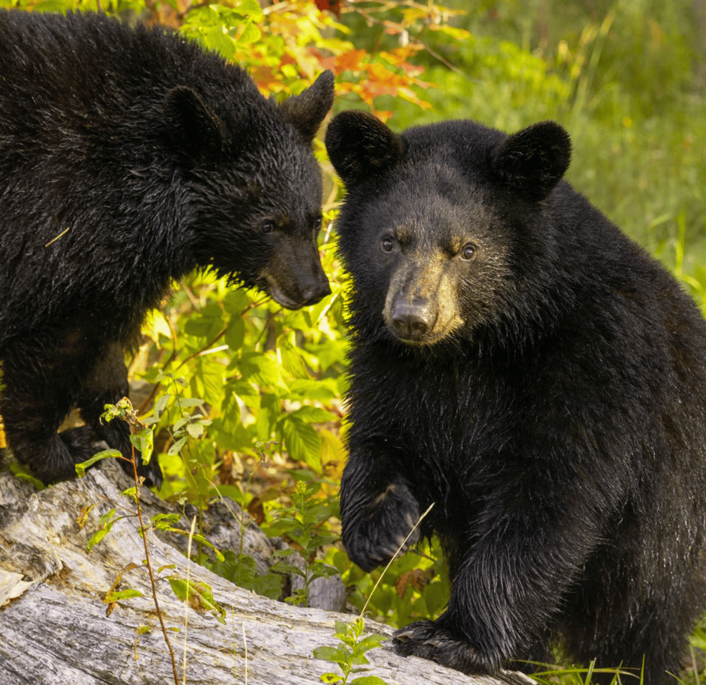 Importante annonce du Miller Zoo concernant ses pensionnaires