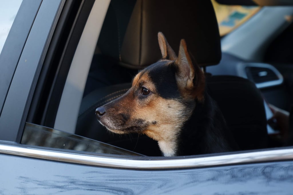 À partir du 1er août, il sera plus difficile de voyager aux États-Unis avec un chien