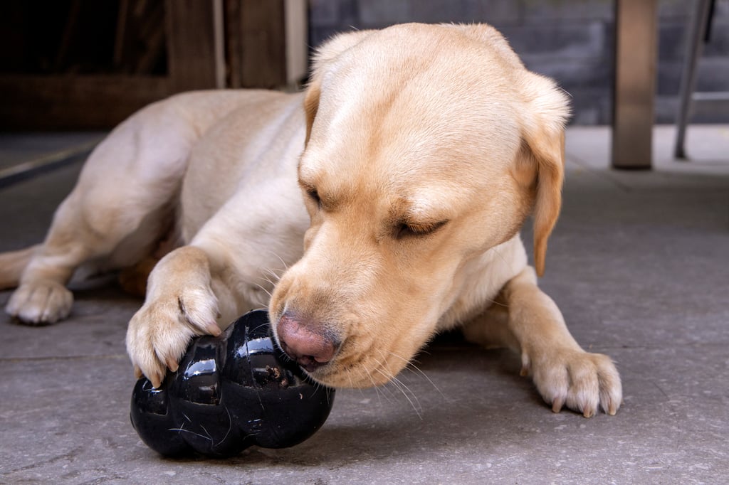 5 astuces pour que Pitou cesse de mâchouiller vos affaires