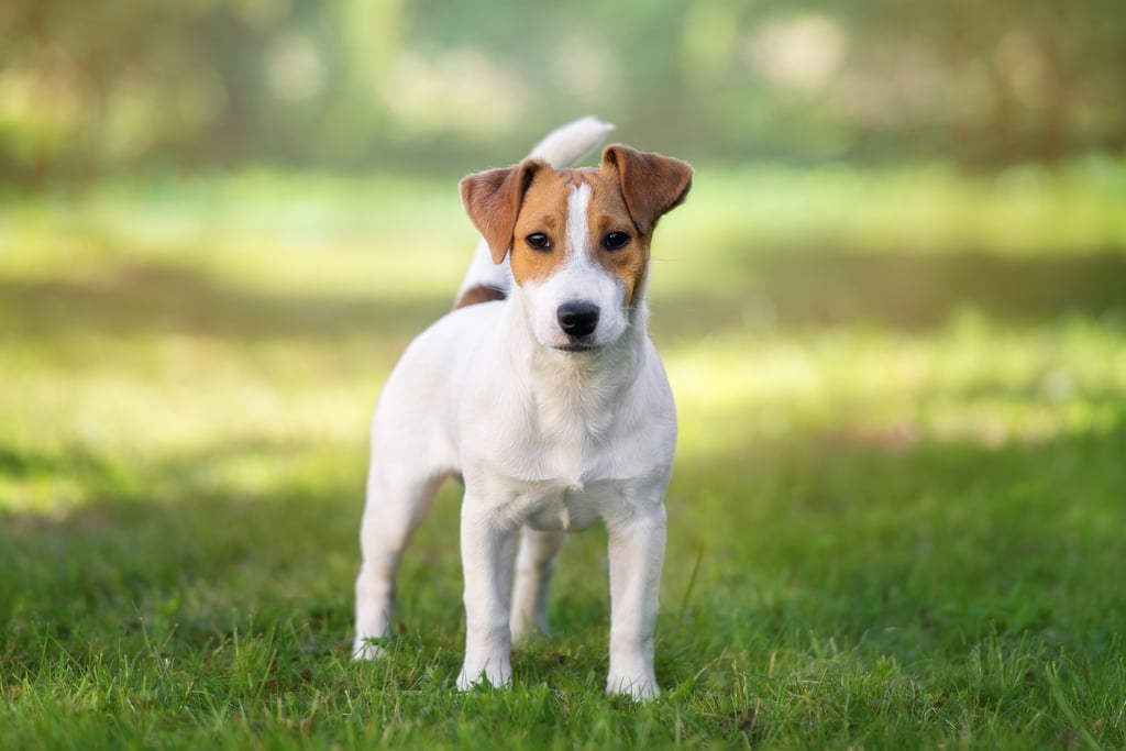 Les 5 races de petits chiens les plus robustes