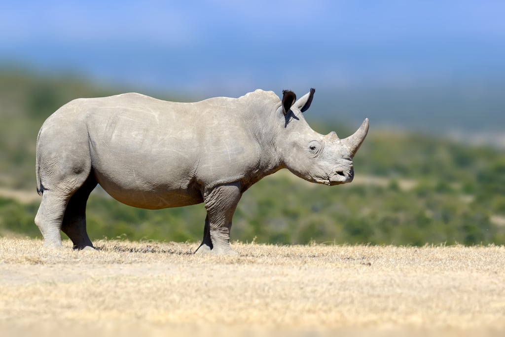 L'Afrique du Sud protège les rhinocéros en injectant des matières radioactives dans leurs cornes 