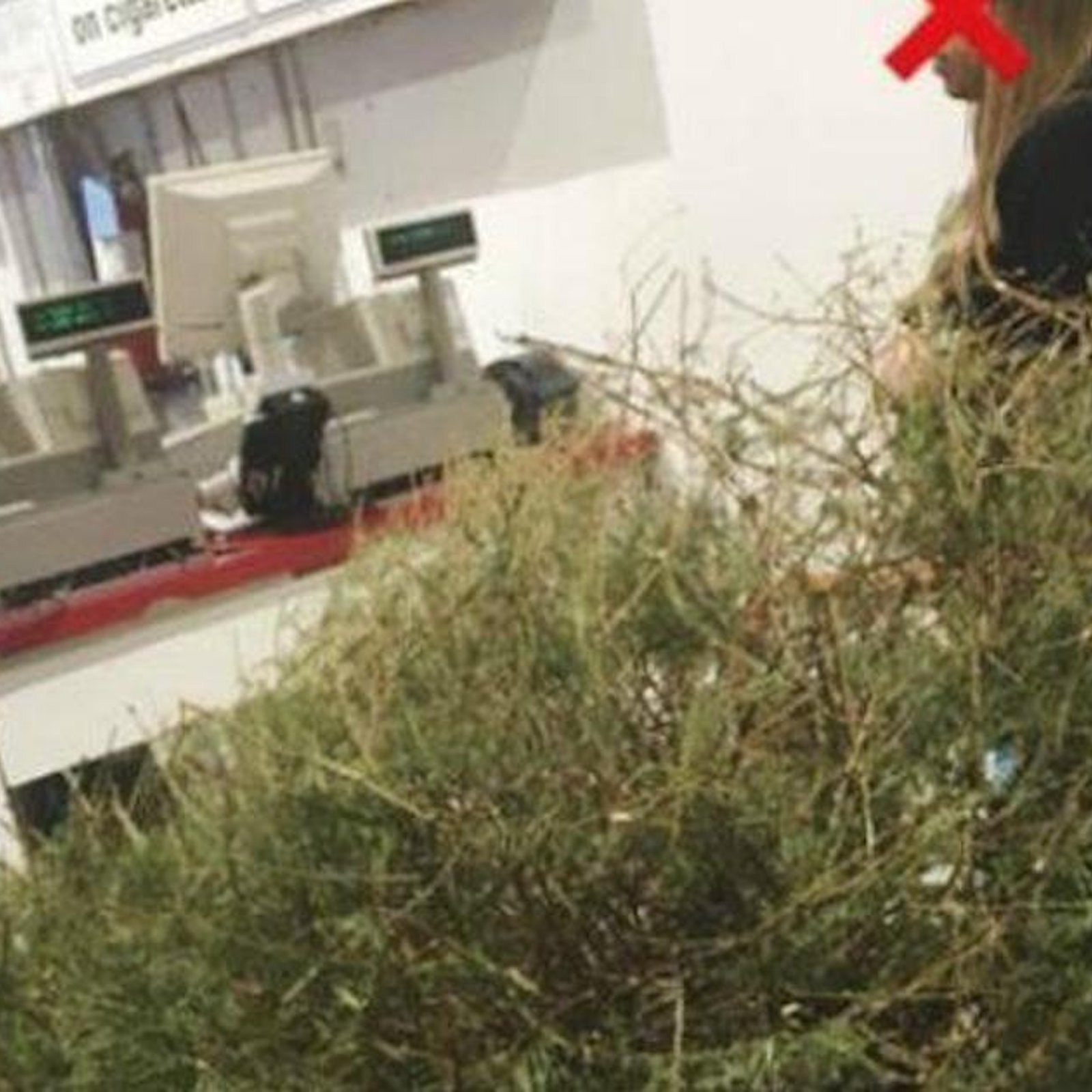 Cette femme a rendu un arbre de Noël mort à Costco et a obtenu un remboursement complet