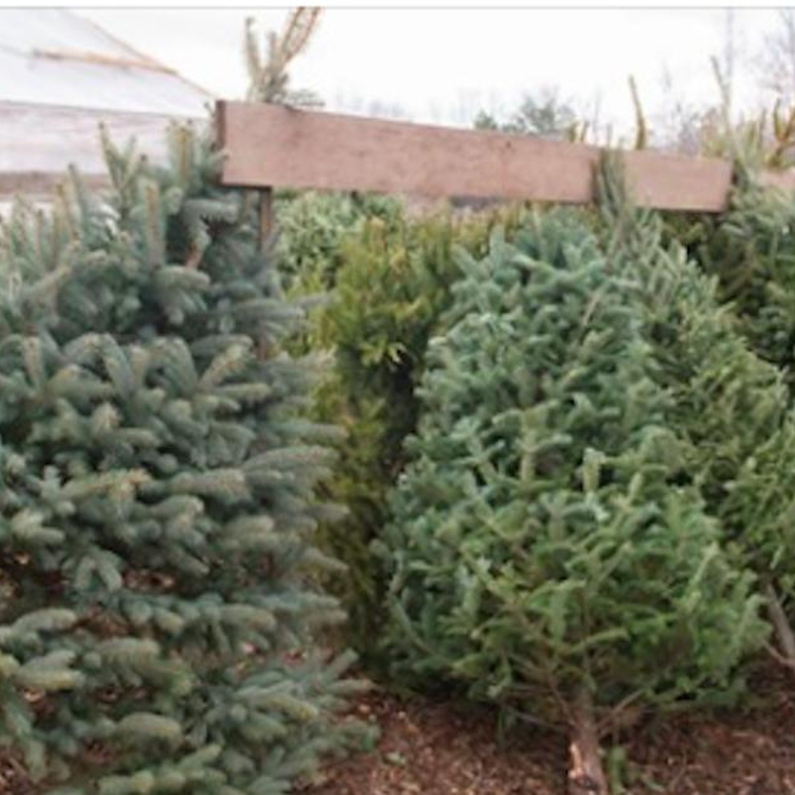 Pour aider les animaux et les végétaux, laissez votre vieil arbre de Noël dans votre cour