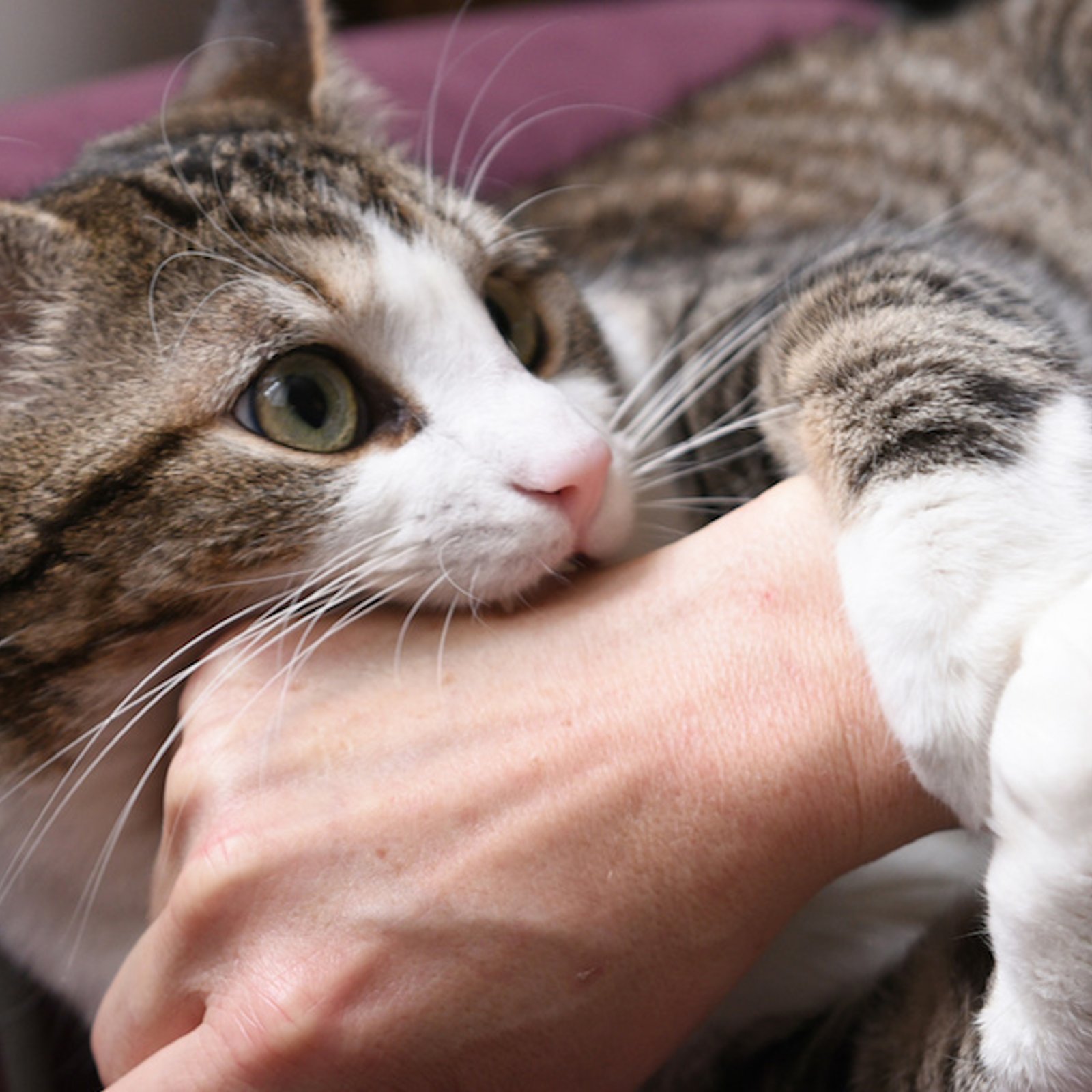 Pourquoi votre chat peut-il vous mordre lorsque vous le caressez parfois?