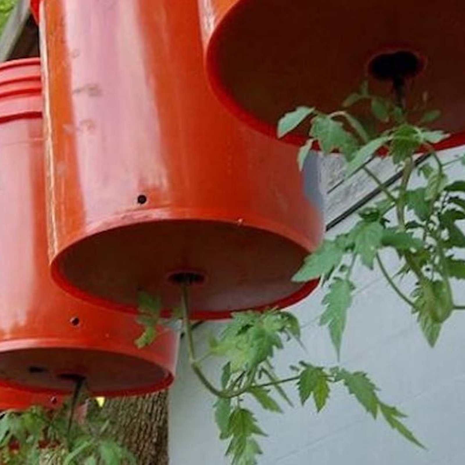 Voici comment faire pousser des plants de tomates à l’envers