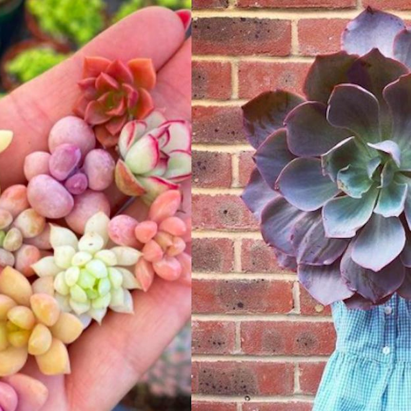 Les succulentes minuscules existent et les géantes, aussi!