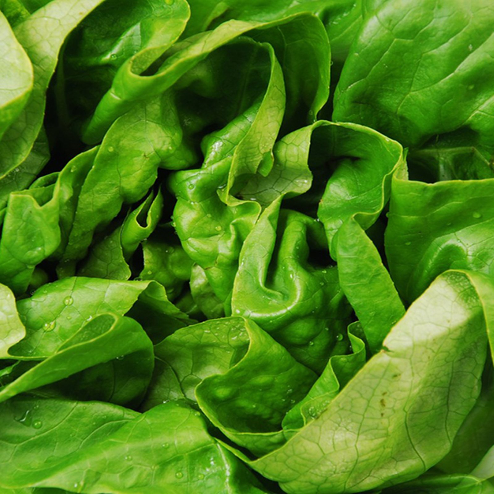 Redonnez vie à une salade flétrie en quelques minutes... Une méthode différente et ORIGINALE!