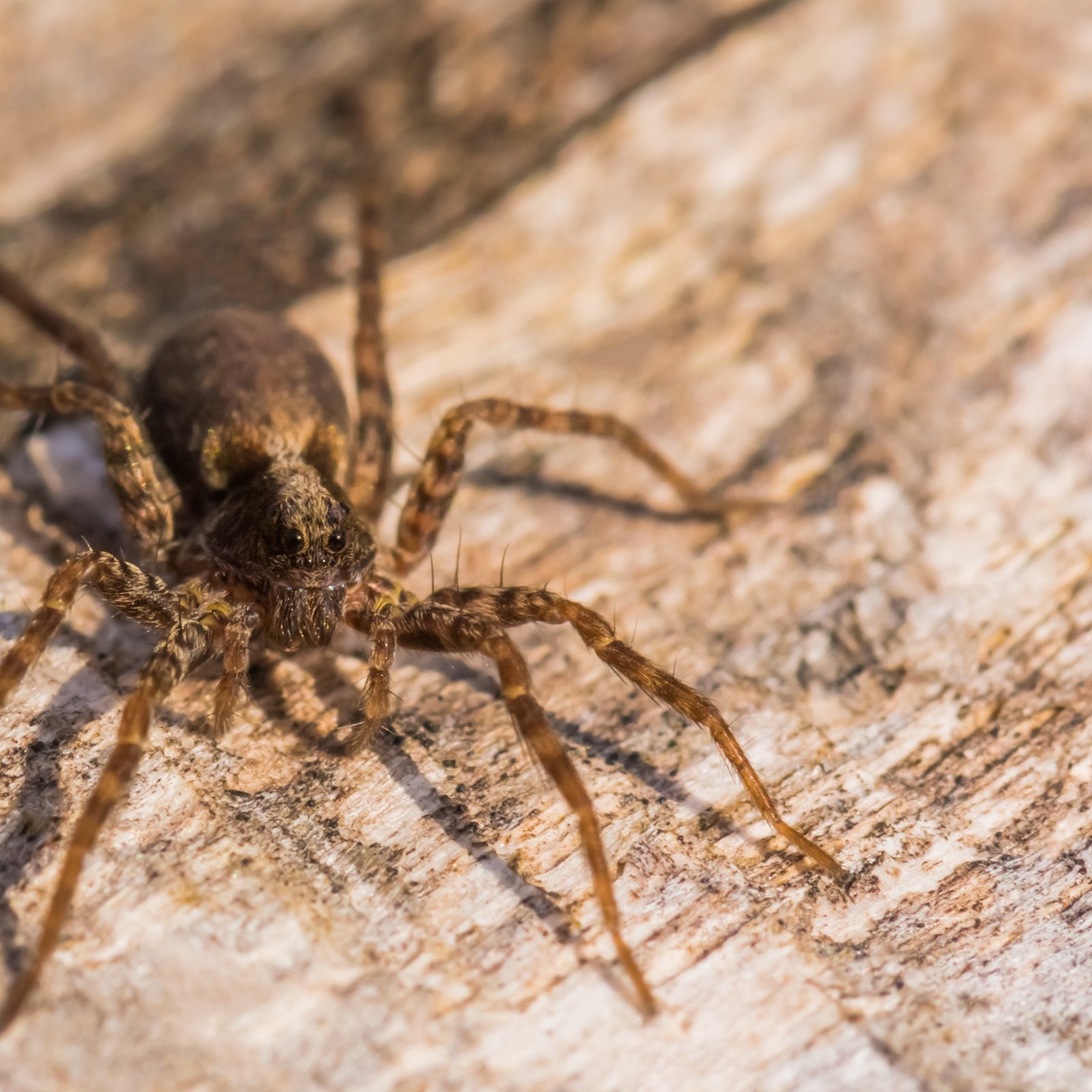 Comment chasser les araignées de façon naturelle