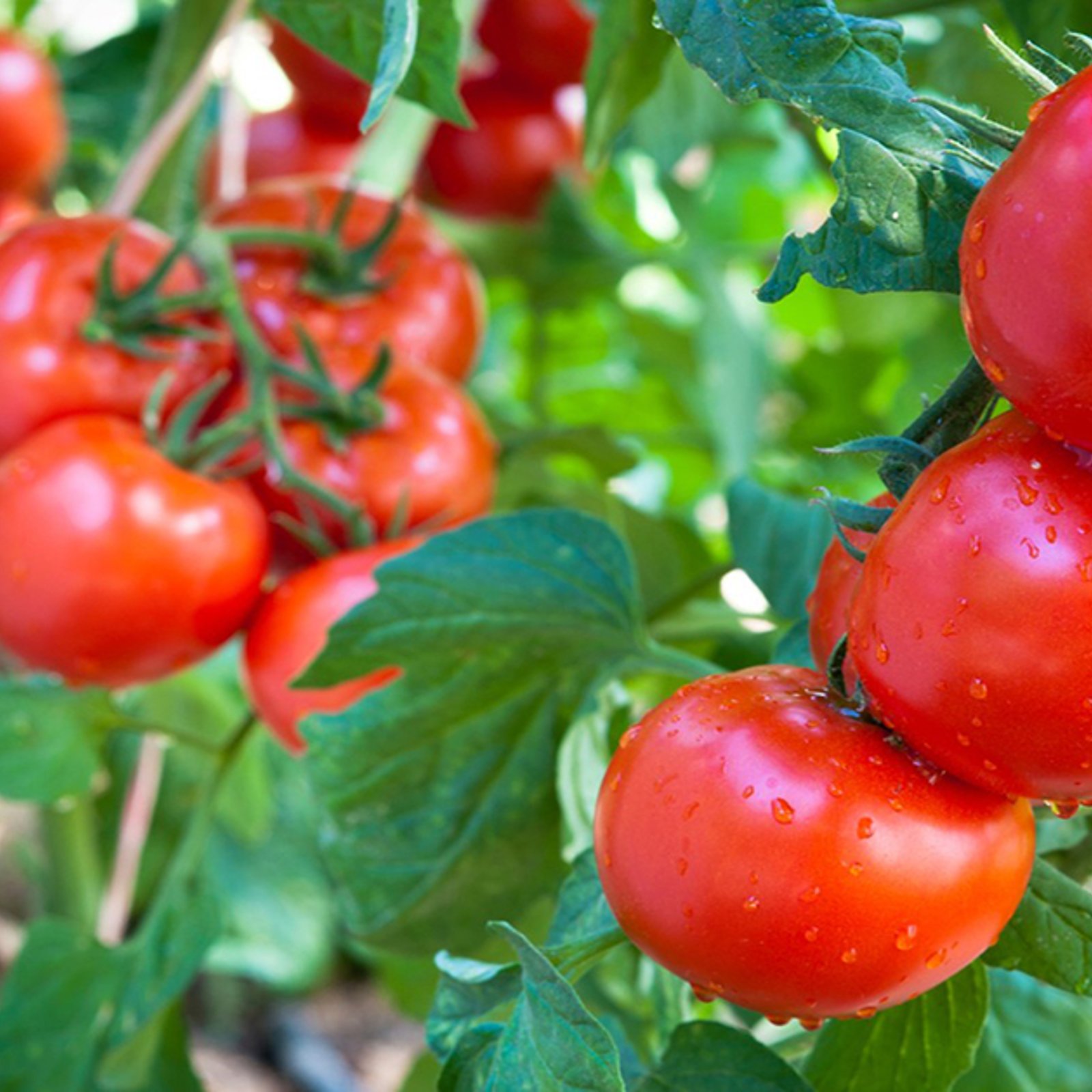 Vous ne devriez jamais, jamais conserver les tomates de cette façon!