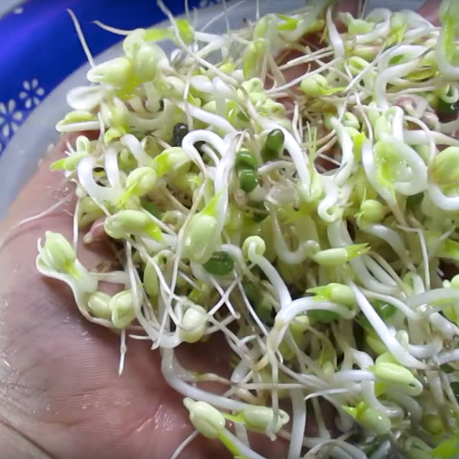 Comment faire pousser des fèves germées dans une bouteille de liqueur pour une poignée de dollars