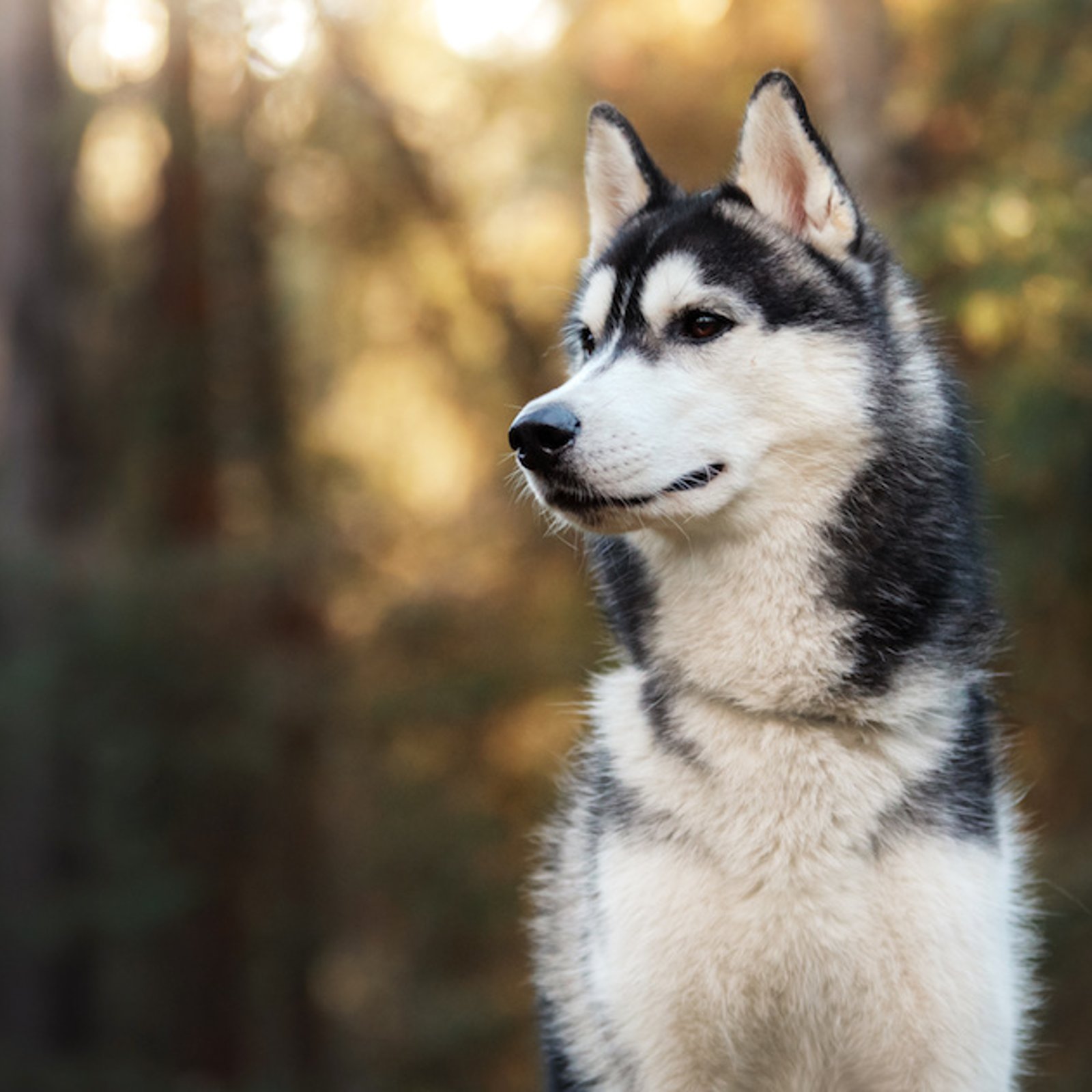 Le chien à adopter selon votre signe astrologique