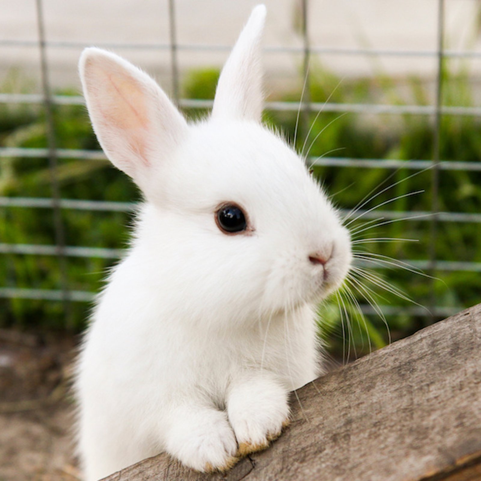 Plusieurs lapins cherchent une famille à la SPCA de Montréal et l’adoption est actuellement gratuite