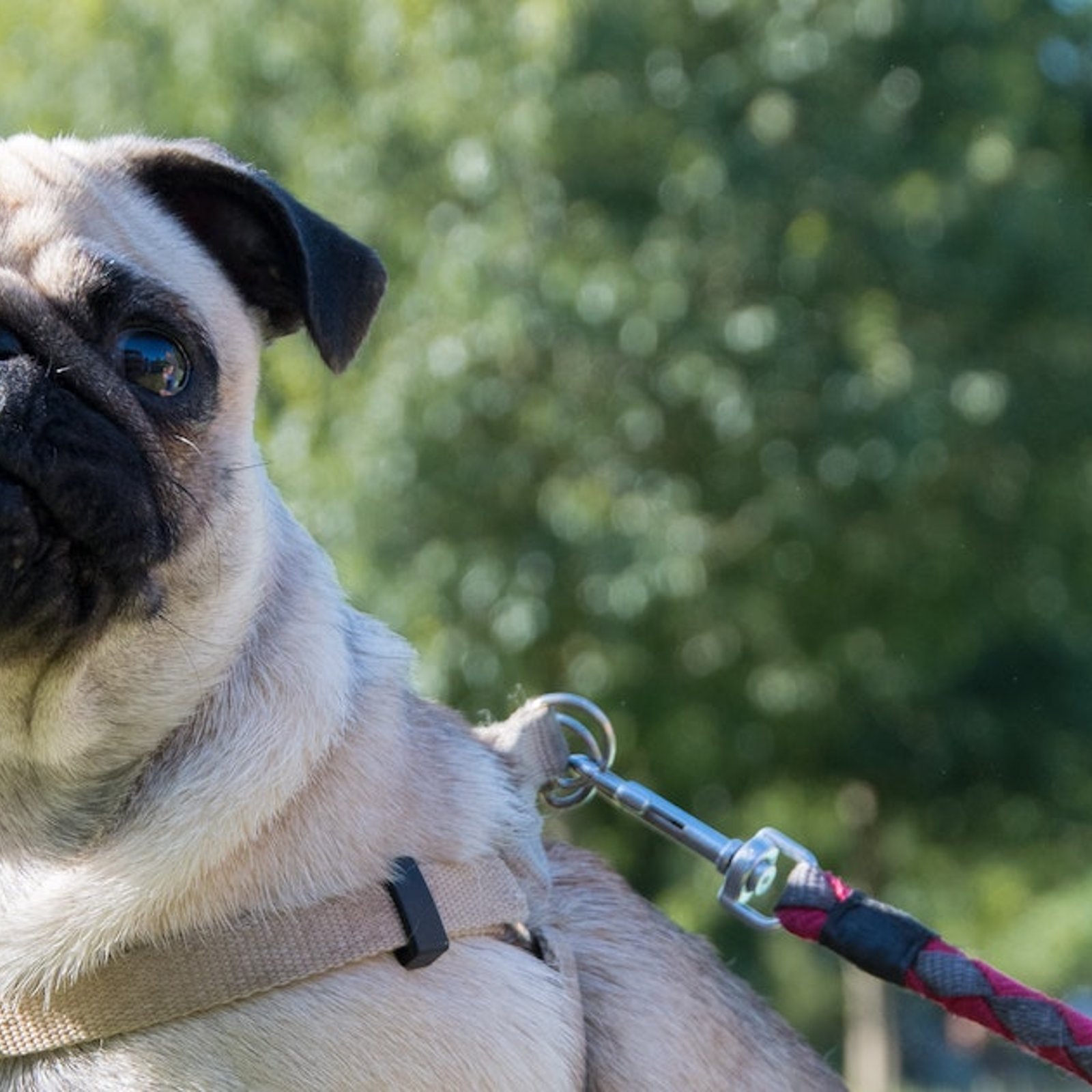 Espérance de vie du chien par race: ce que nous dit la recherche