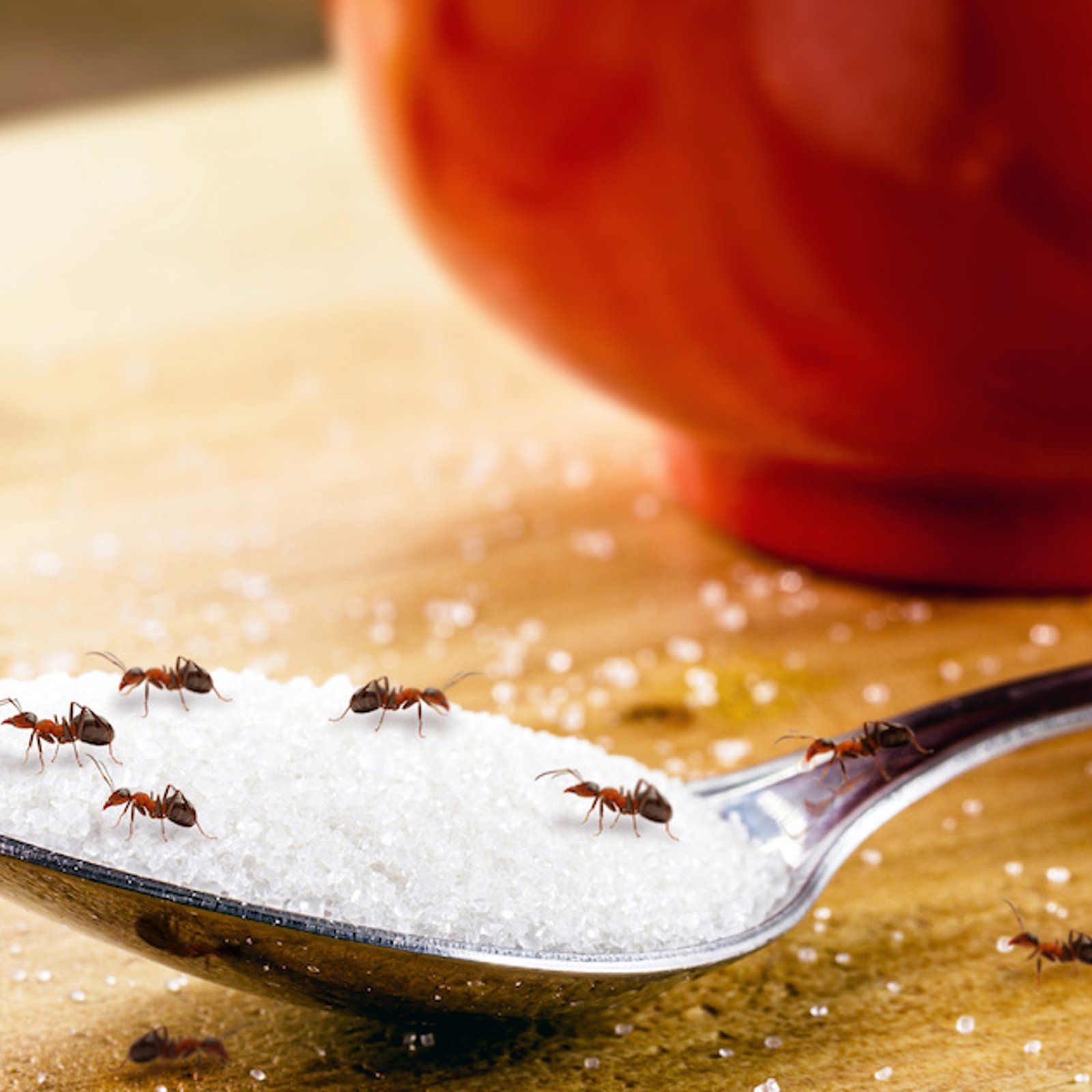 6 façons naturelle pour empêcher les fourmis de vous envahir