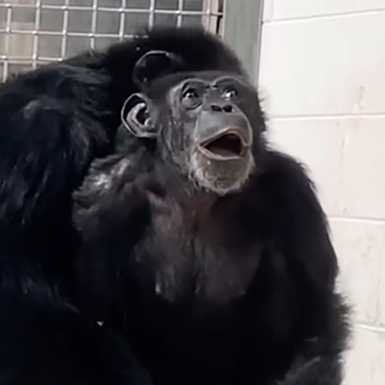 Un chimpanzé qui a passé toute sa vie en cage voit le ciel pour la première fois et sa réaction est incroyable