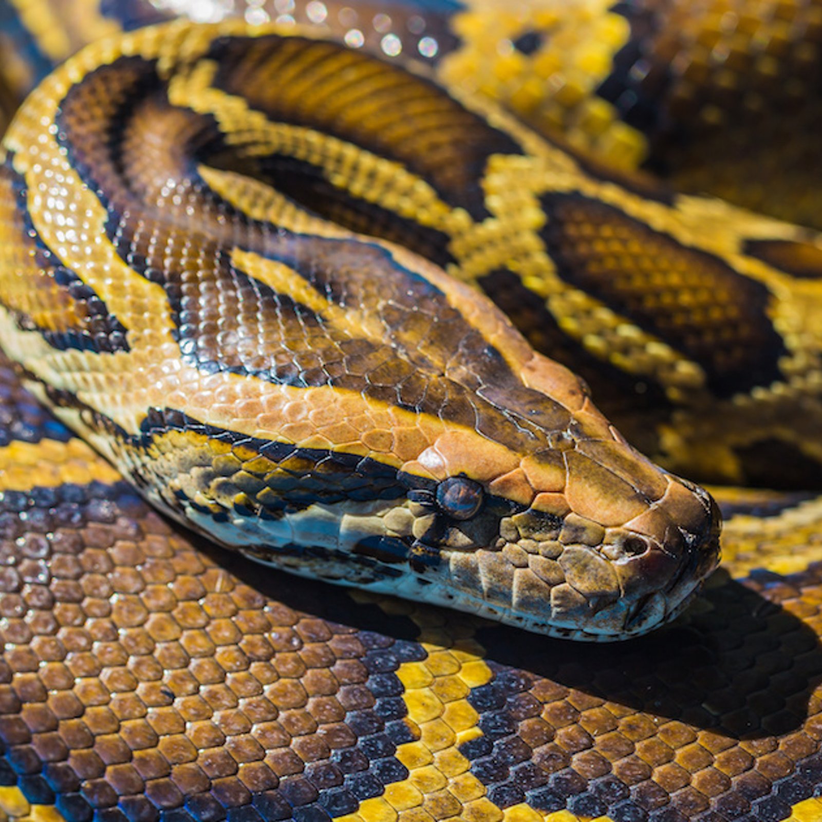 La viande de serpent pourrait être la solution pour sauver la planète