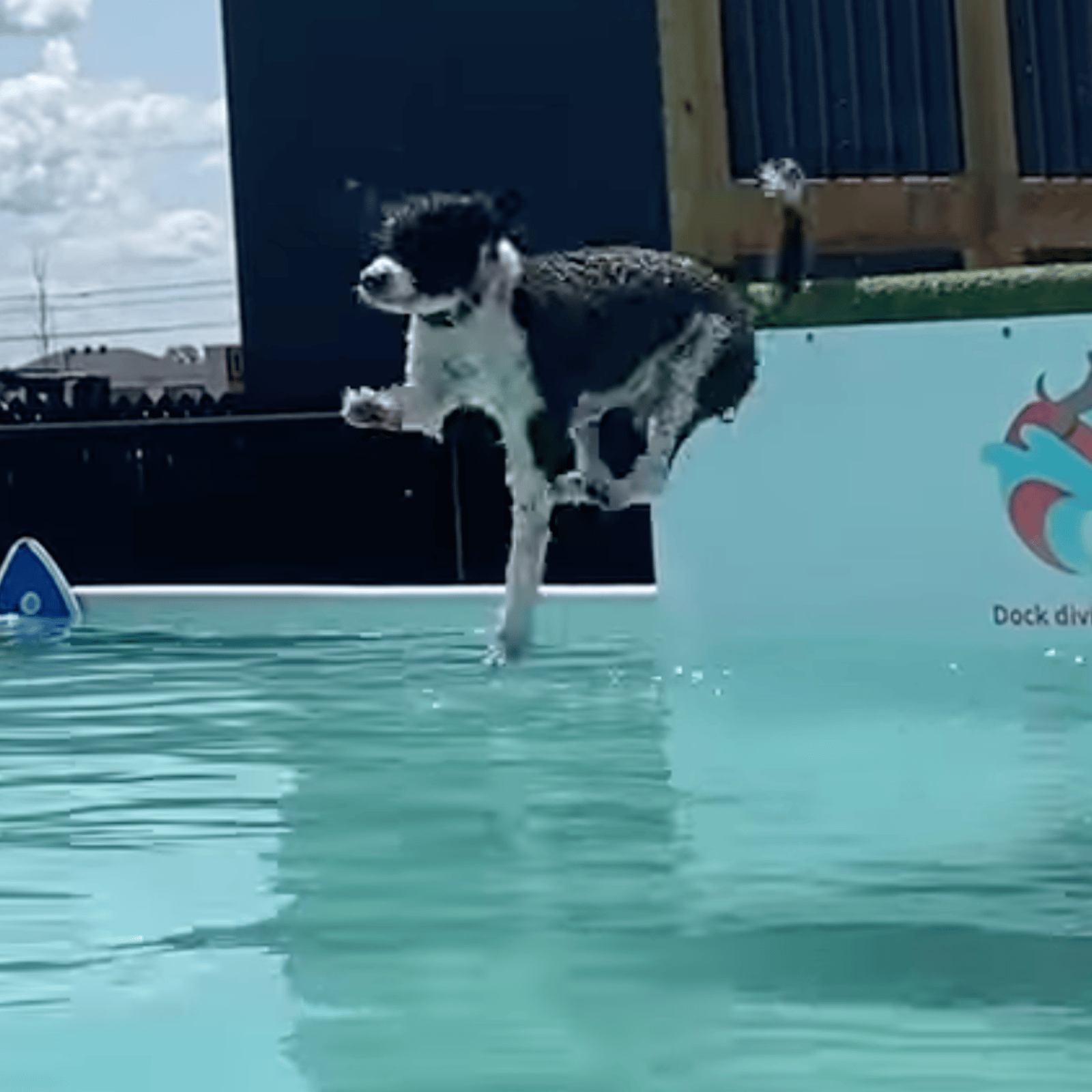 La première piscine pour chiens vient d'ouvrir au Québec