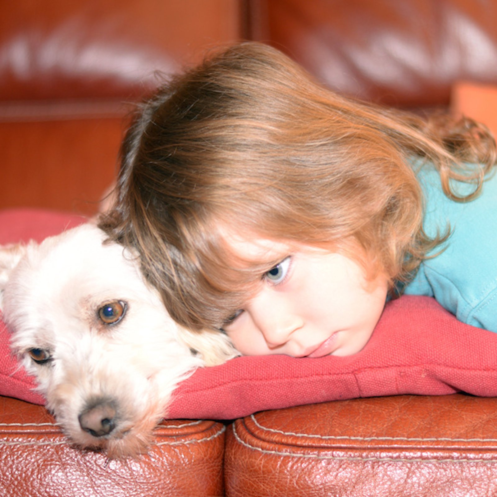 Les 9 meilleurs chiens pour aider un enfant autiste