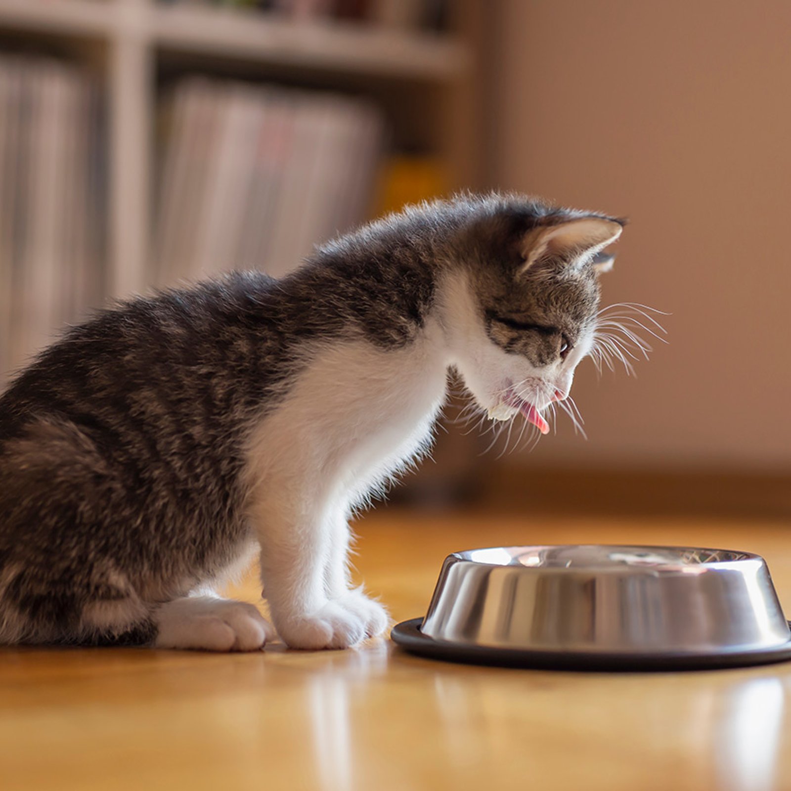 Bien nourrir votre chaton : les clés d'une alimentation équilibrée